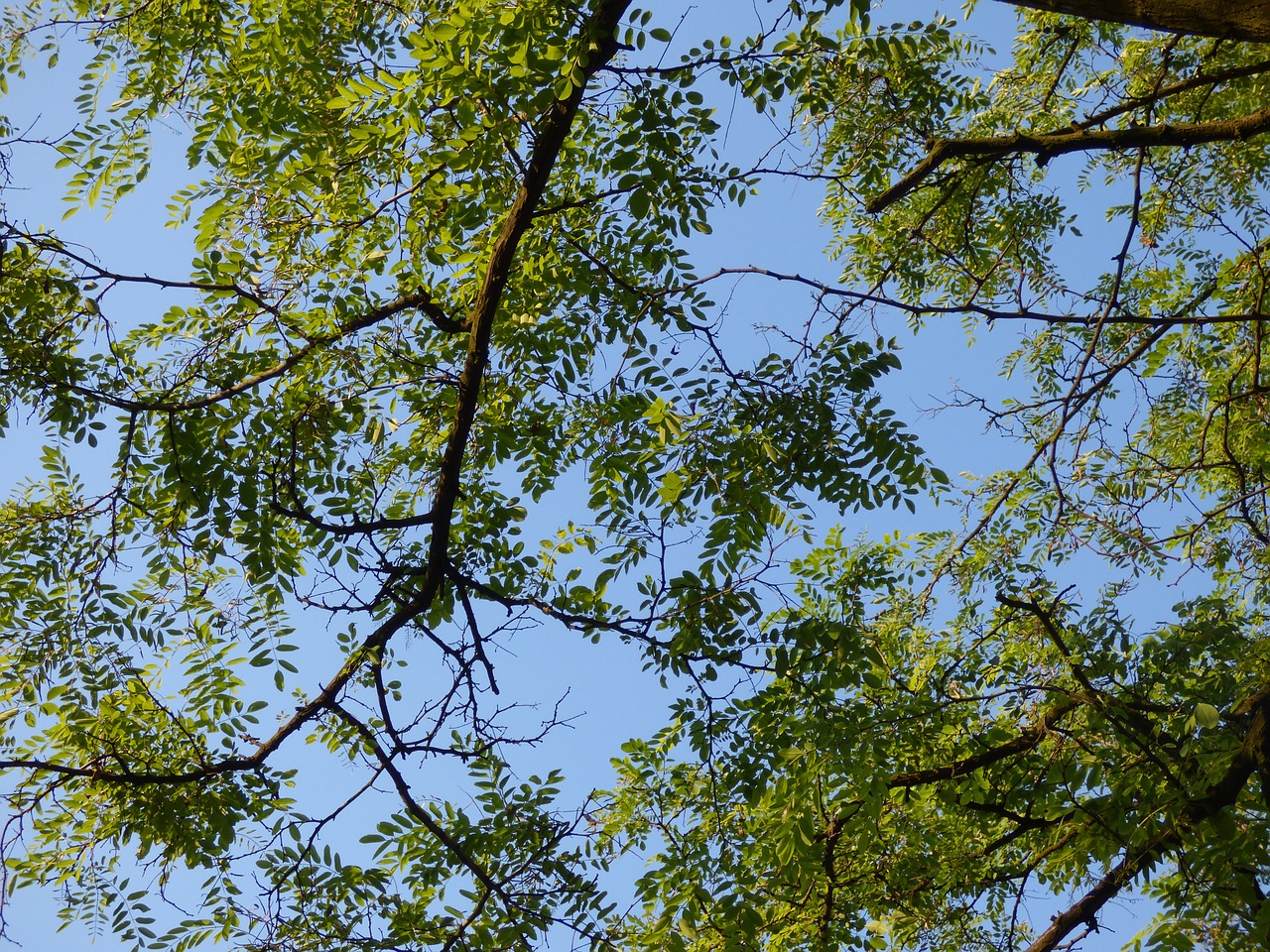 tree foliage branches free photo