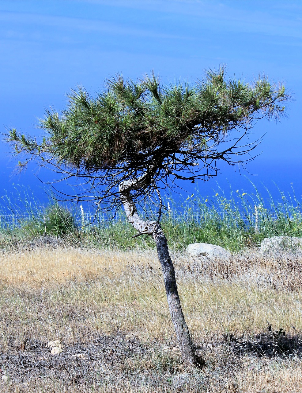 tree  pine  conifer free photo