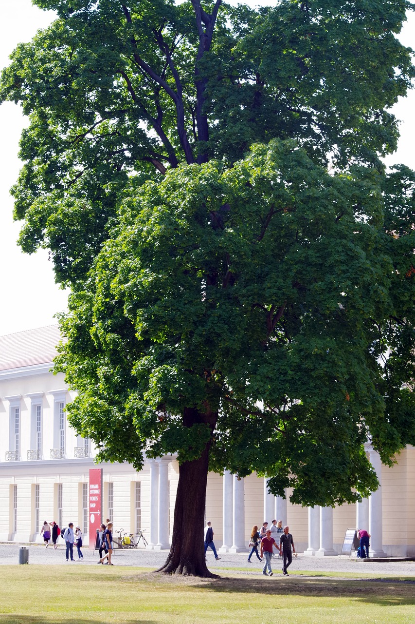 tree  human  museum free photo