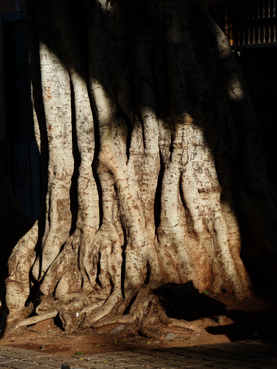 tree log root free photo