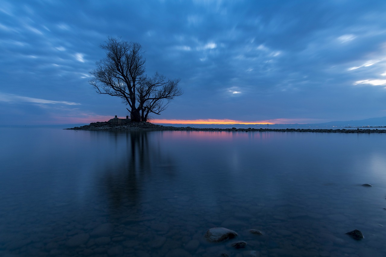 tree  sunrise  sunset free photo