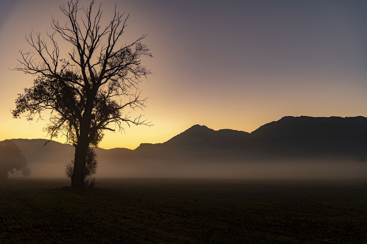 tree  sunrise  sunset free photo