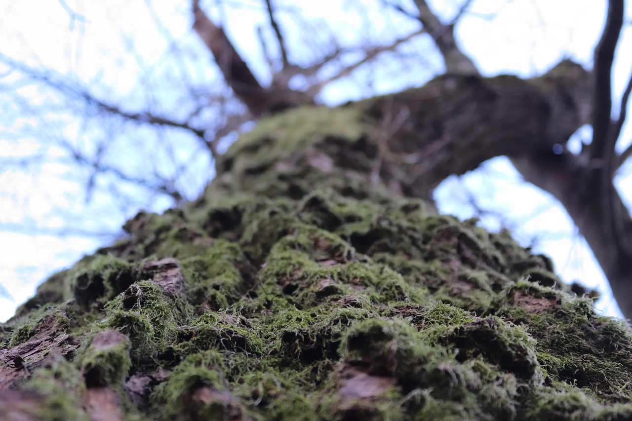 tree  nature  autumn free photo