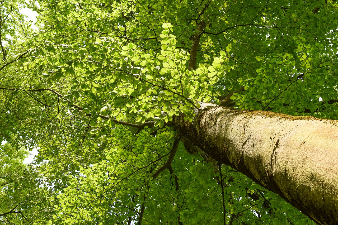 Природа дерево бук