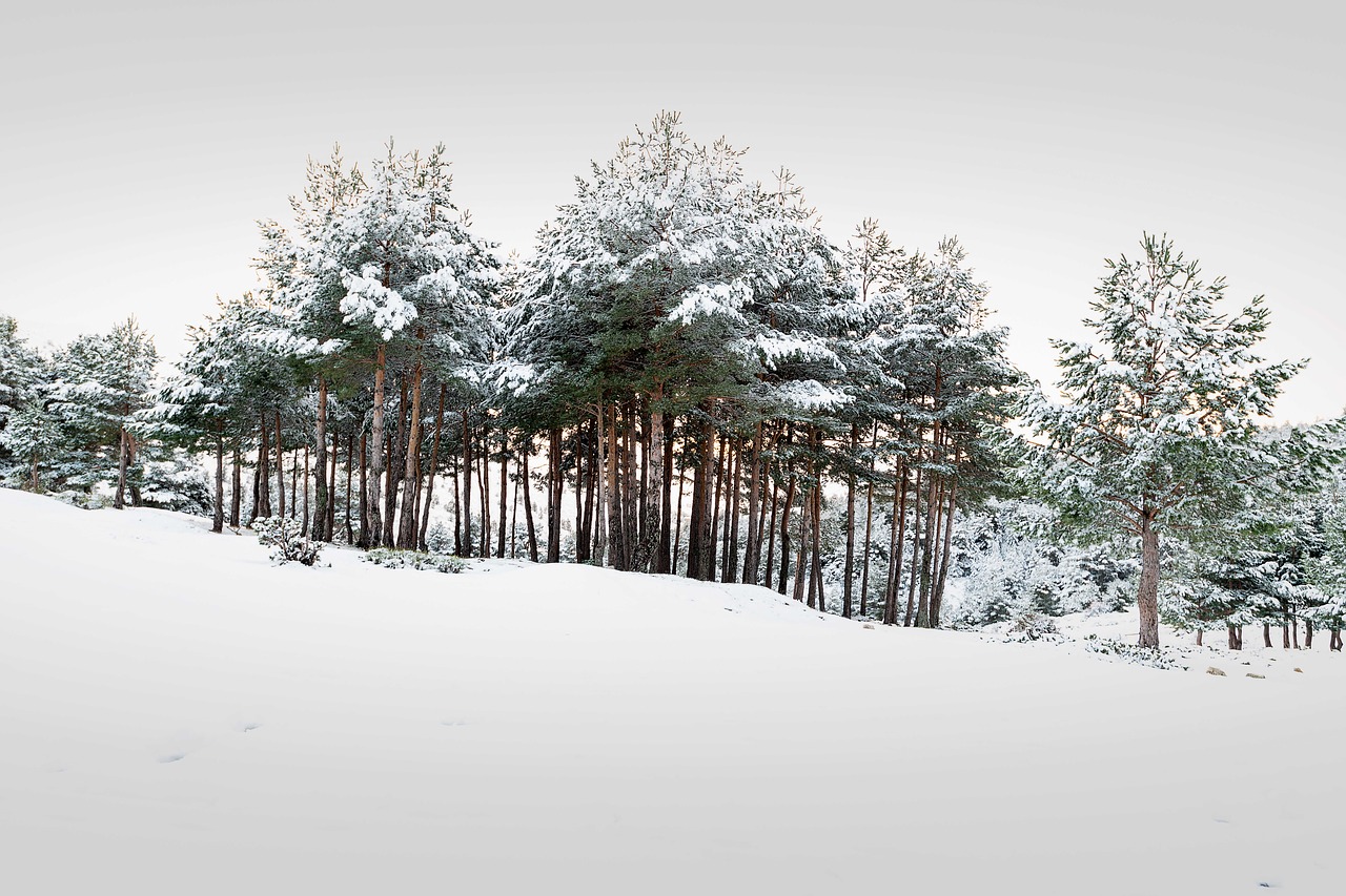 tree  forest  landscape free photo