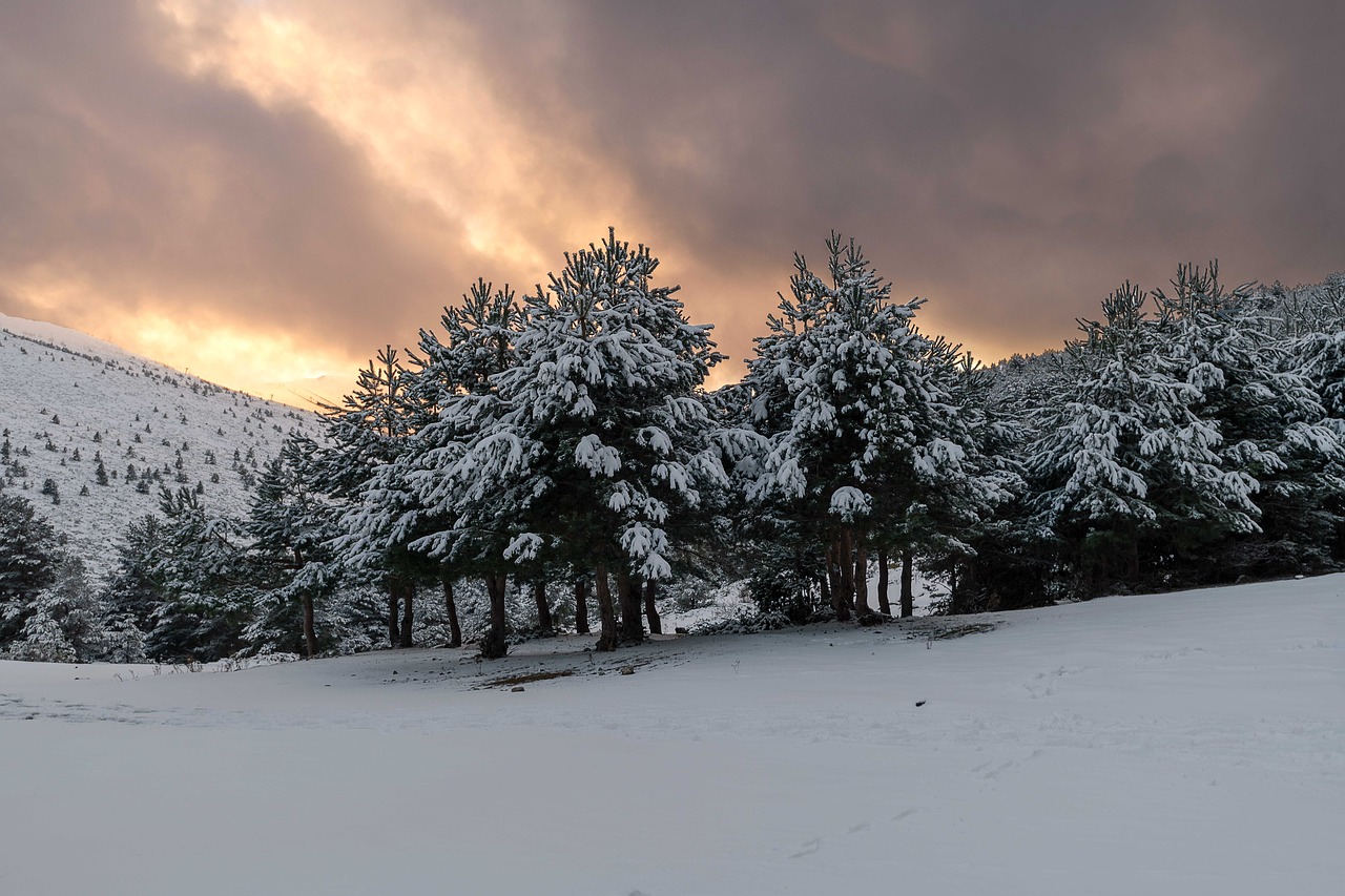 tree  forest  landscape free photo