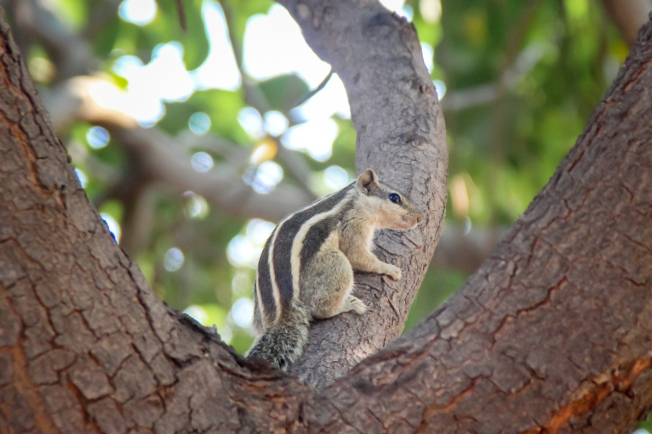 tree  nature  cuteness free photo