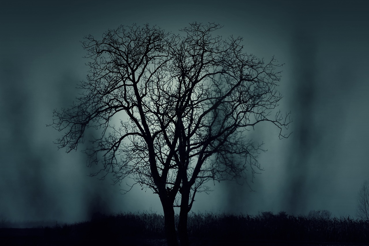 tree silhouette mysterious free photo
