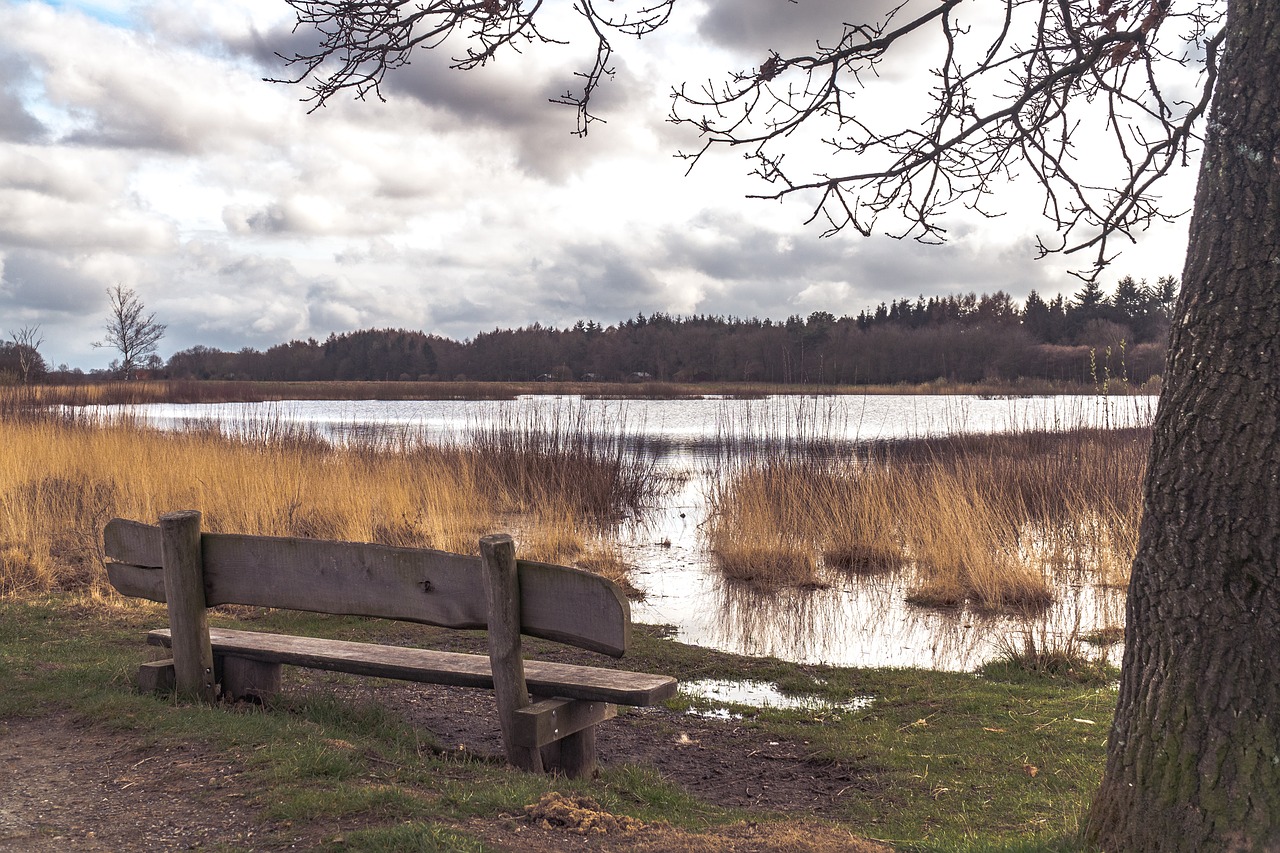 tree  water  bench free photo