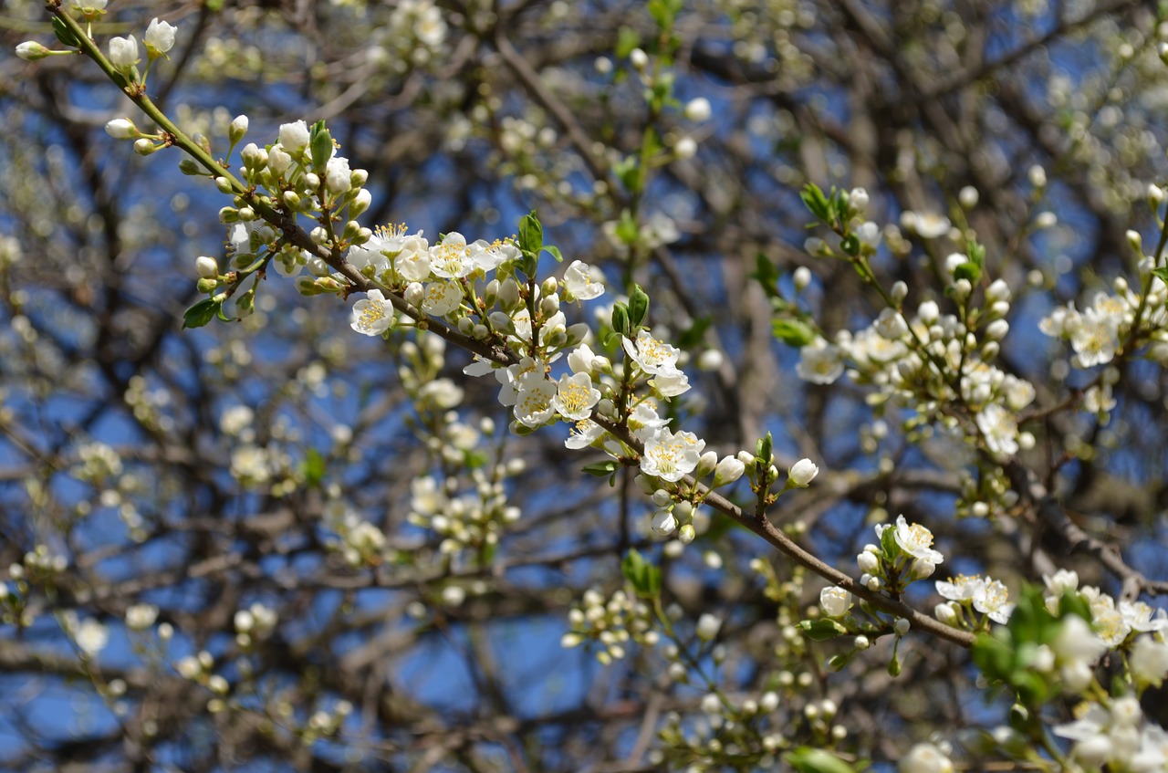 tree  branch  white free photo