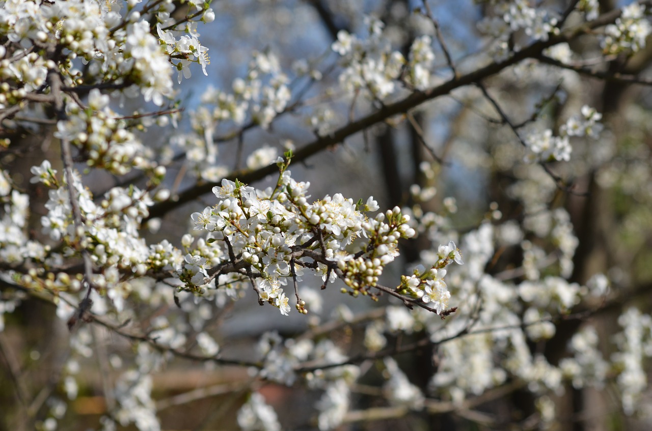 tree  flowers  nice free photo