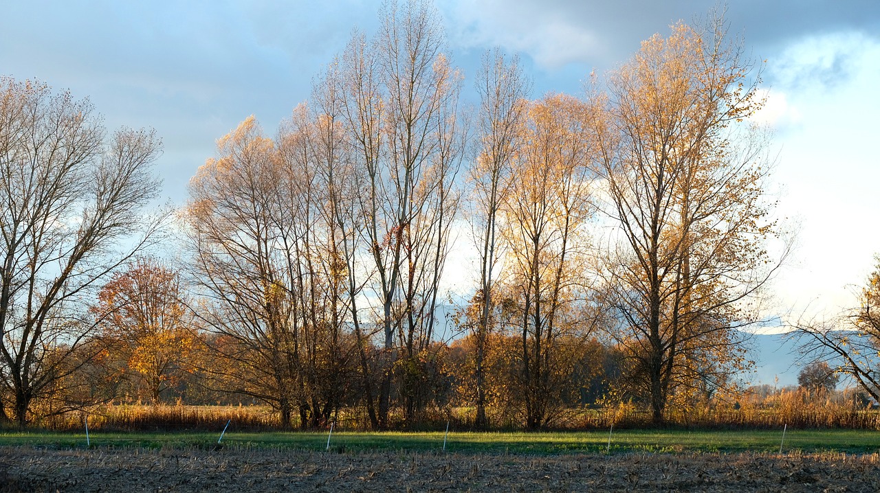 tree  landscape  nature free photo