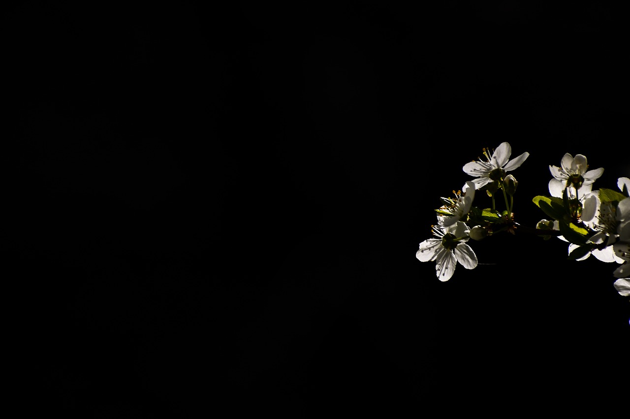 tree  bloom  branch free photo