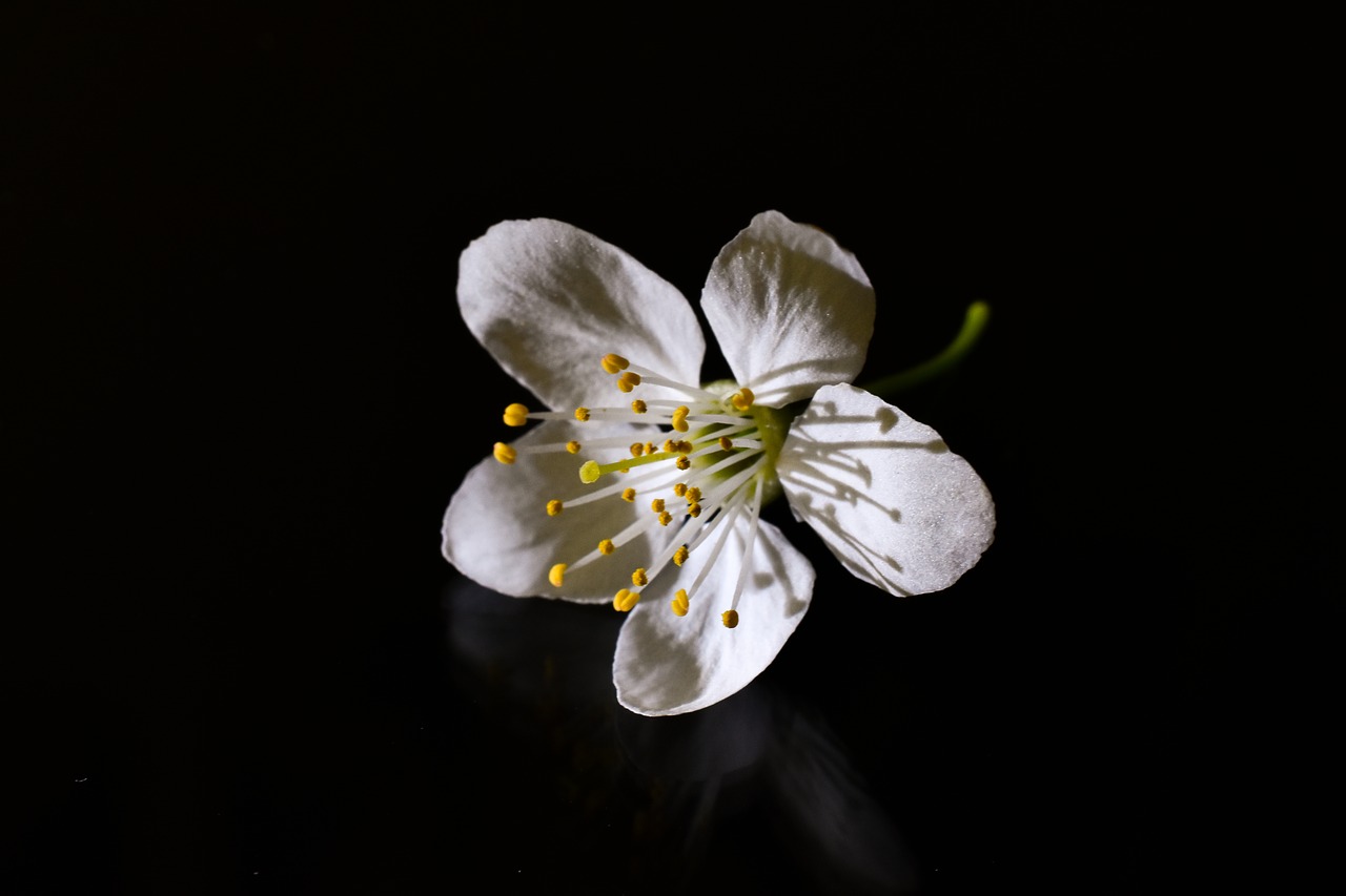 tree  bloom  branch free photo