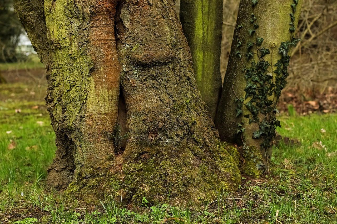 tree  log  tree root free photo