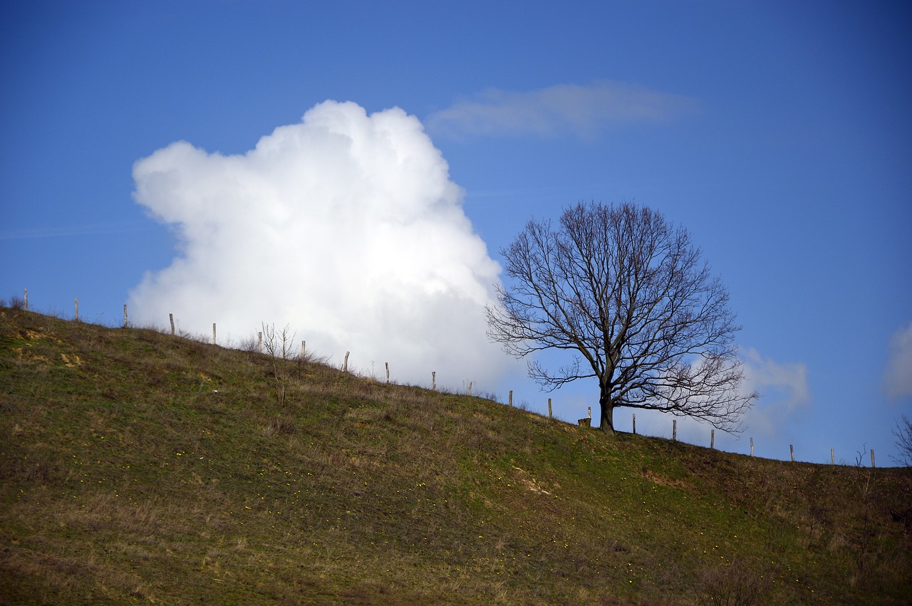 tree  deciduous tree  kahl free photo