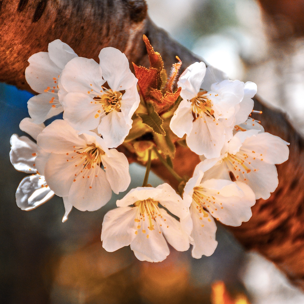 tree  branch  bark free photo