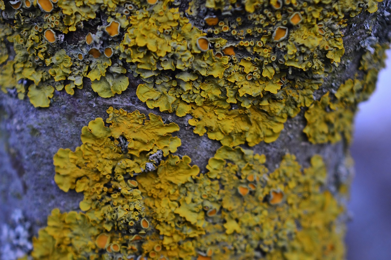 tree  moss  lichen free photo