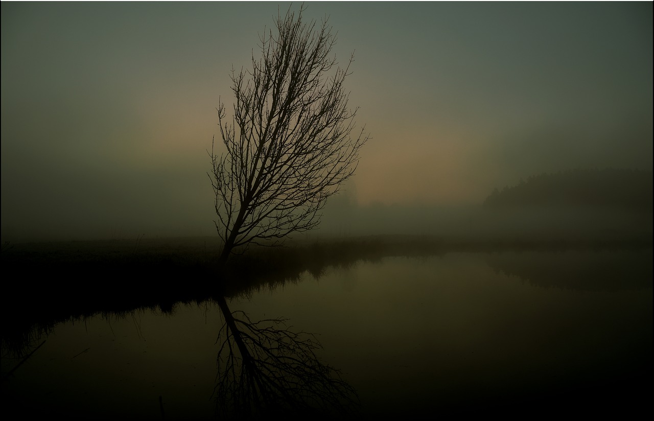 tree  fog  sunrise free photo