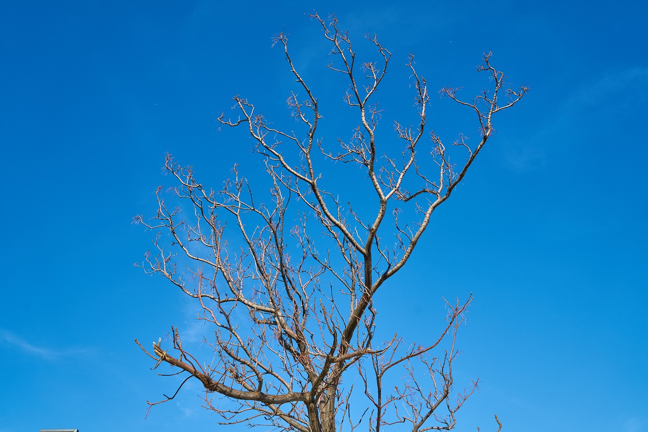 tree  branches  sky free photo