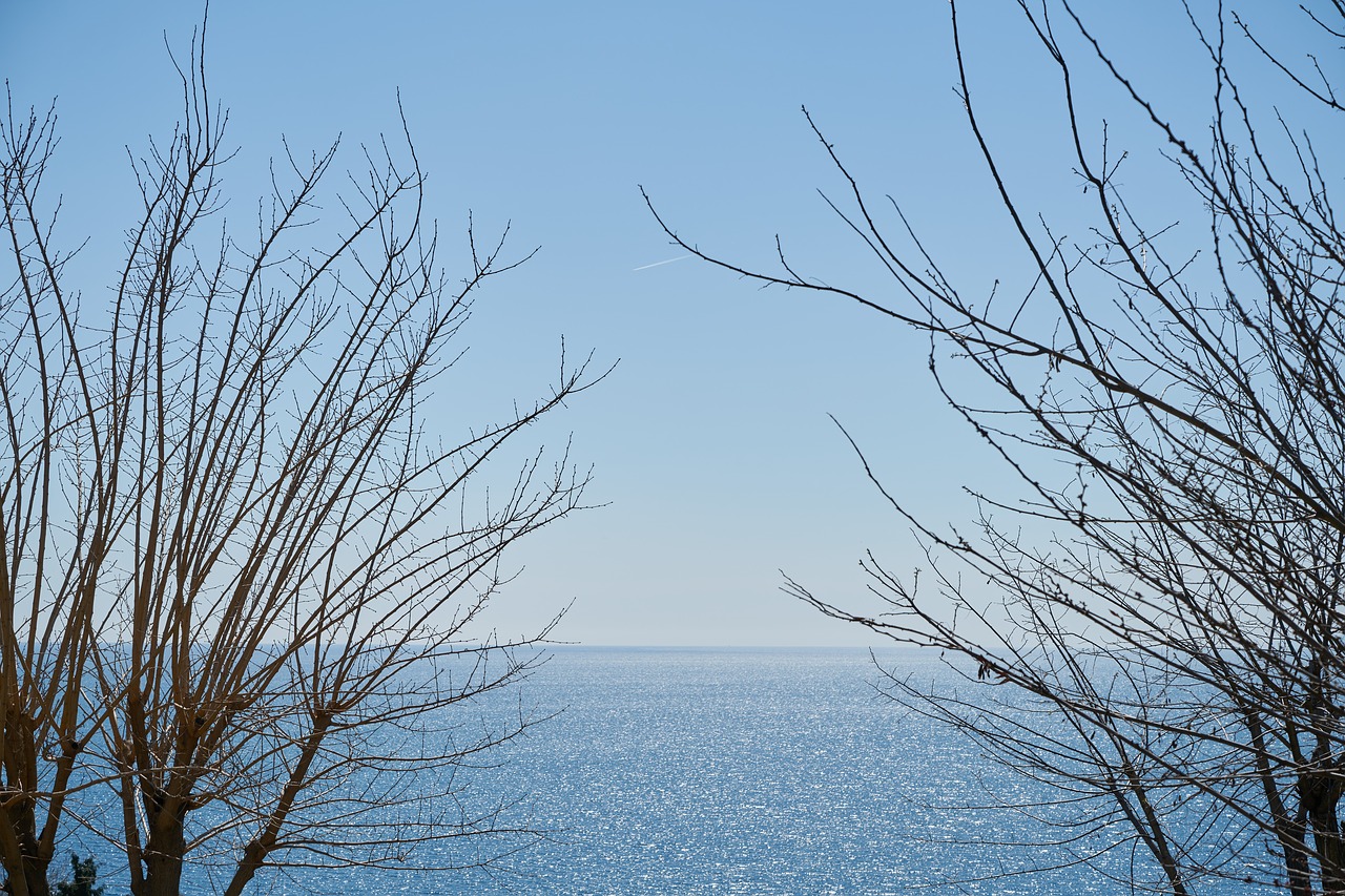 tree  branches  sky free photo