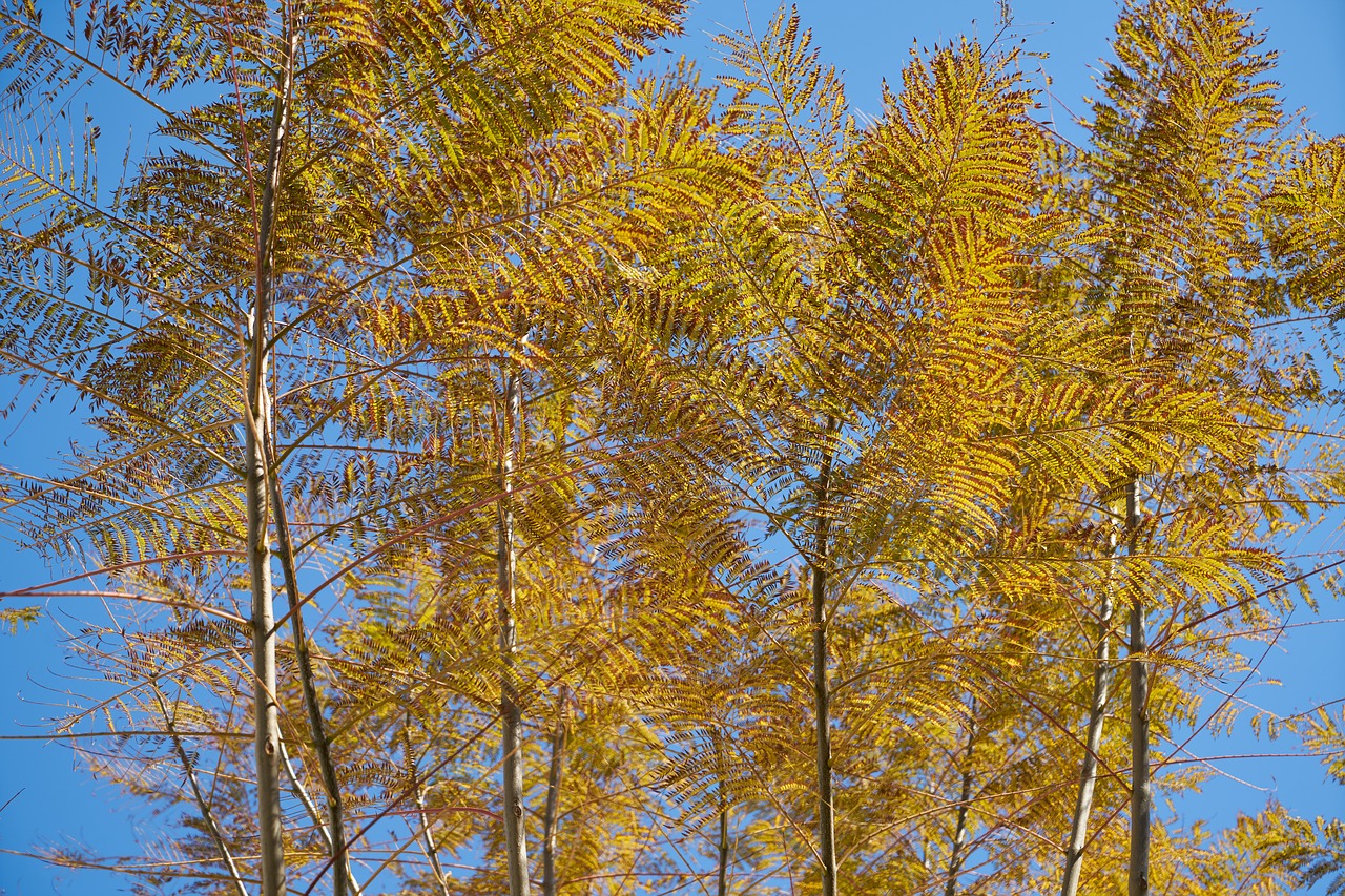 tree  branches  sky free photo