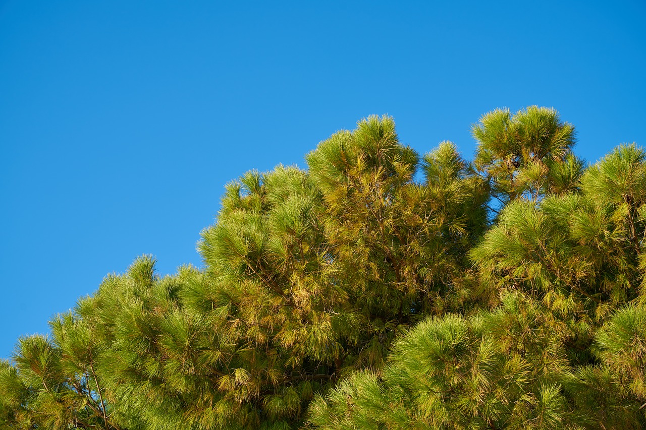 tree  branches  sky free photo