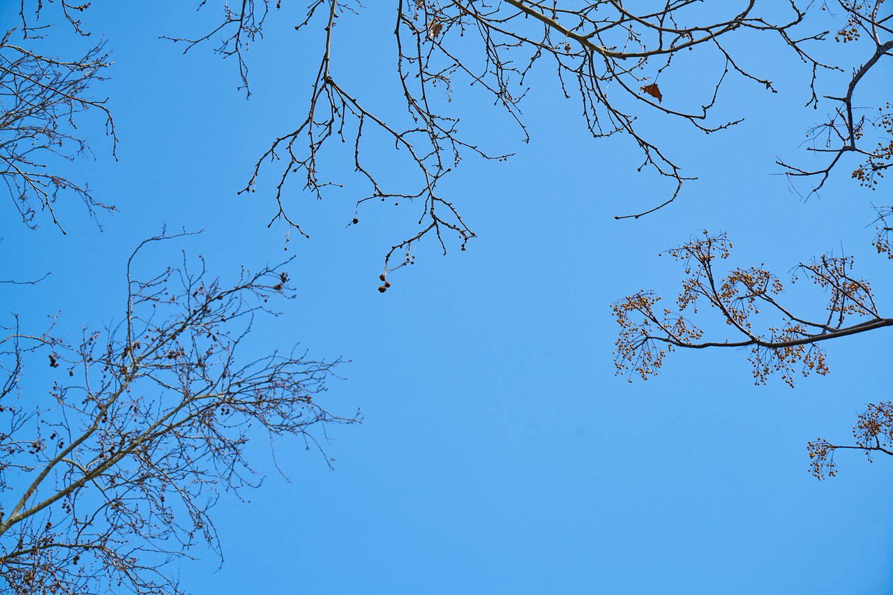 tree  branches  sky free photo