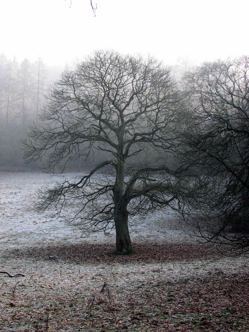 tree fog atmosphere free photo