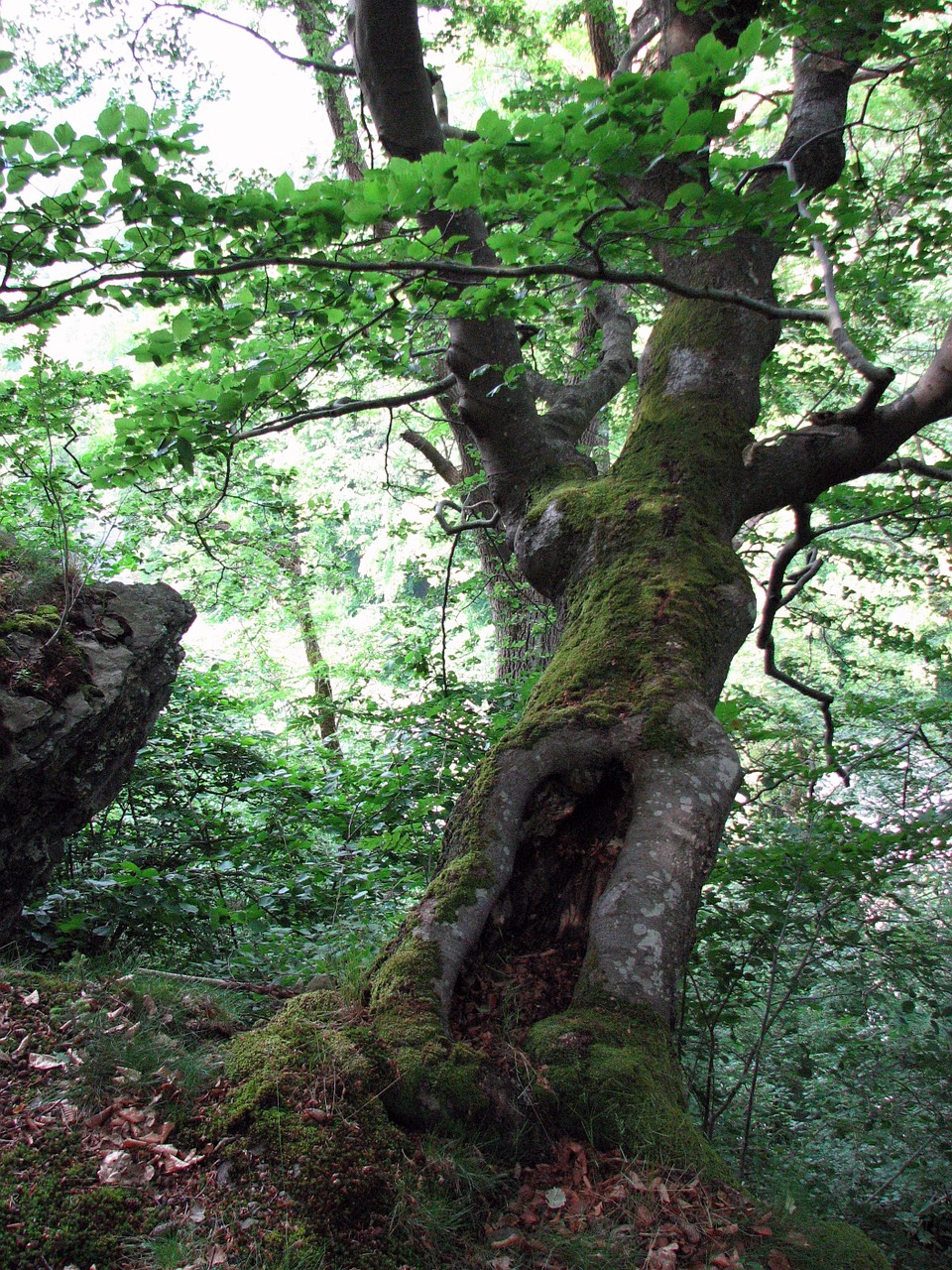 tree green nature free photo