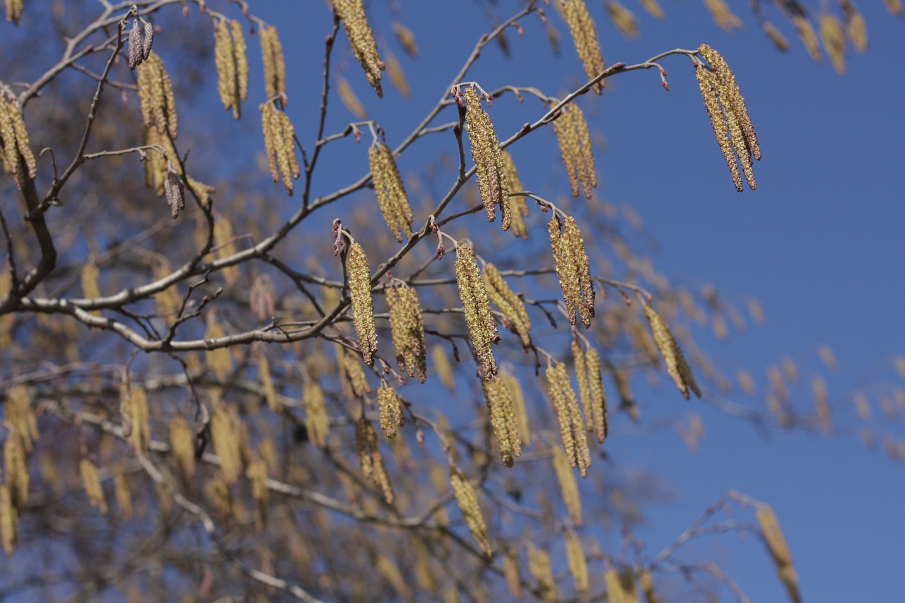 tree  park  plant free photo