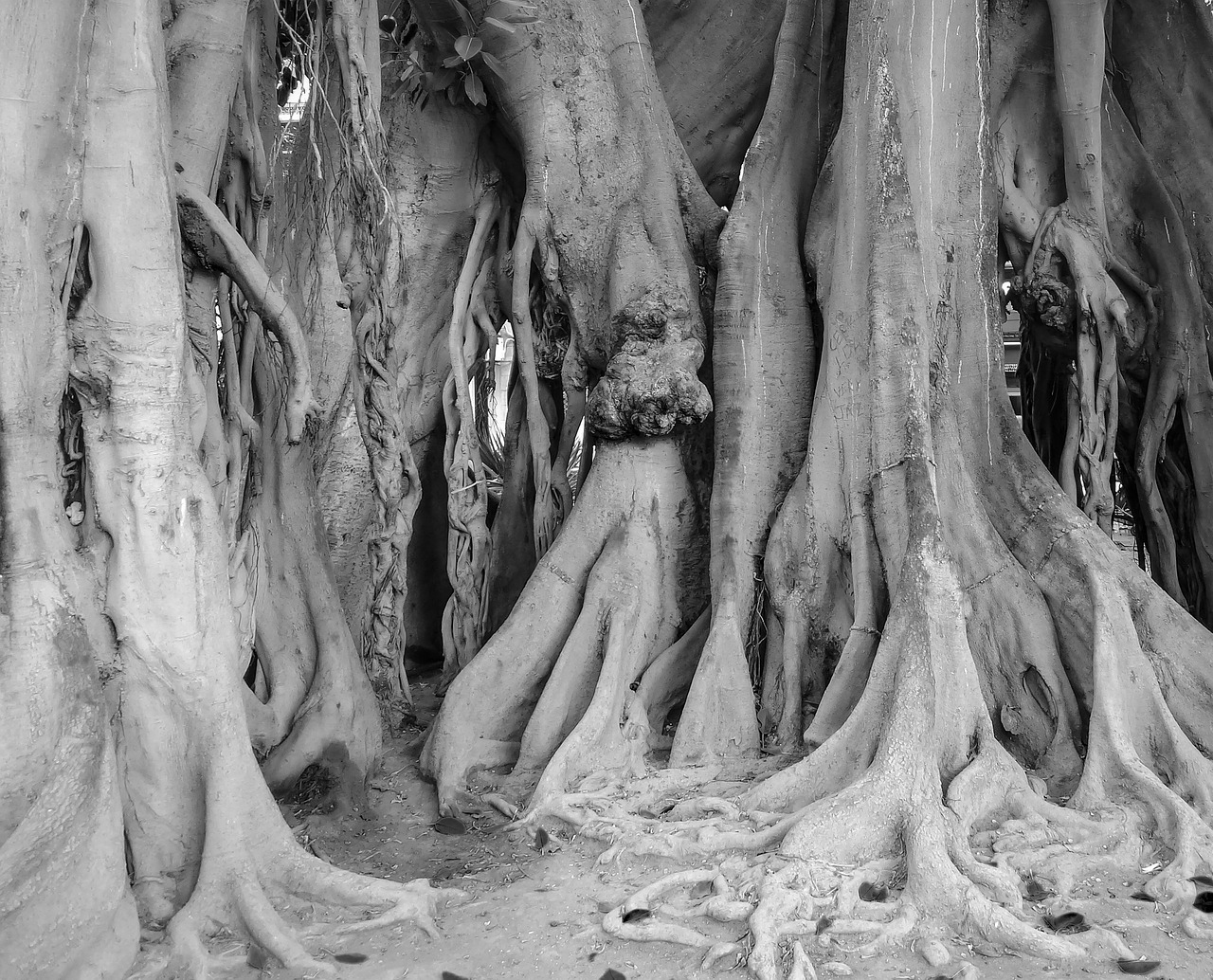 tree roots ficus free photo