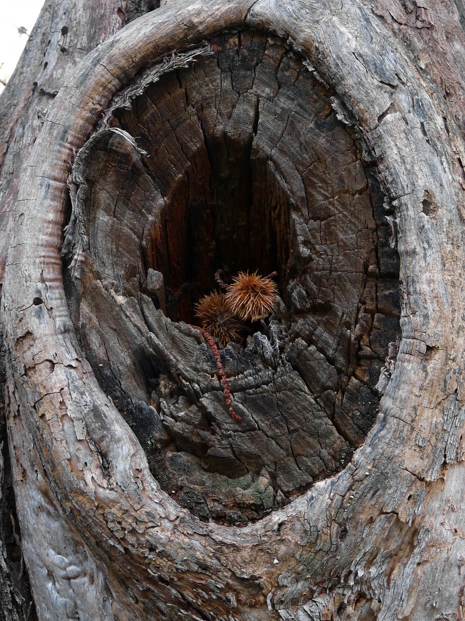 tree  wood  eye free photo