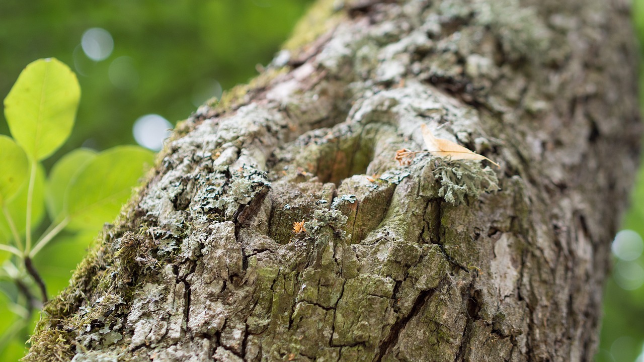 tree nature branch free photo