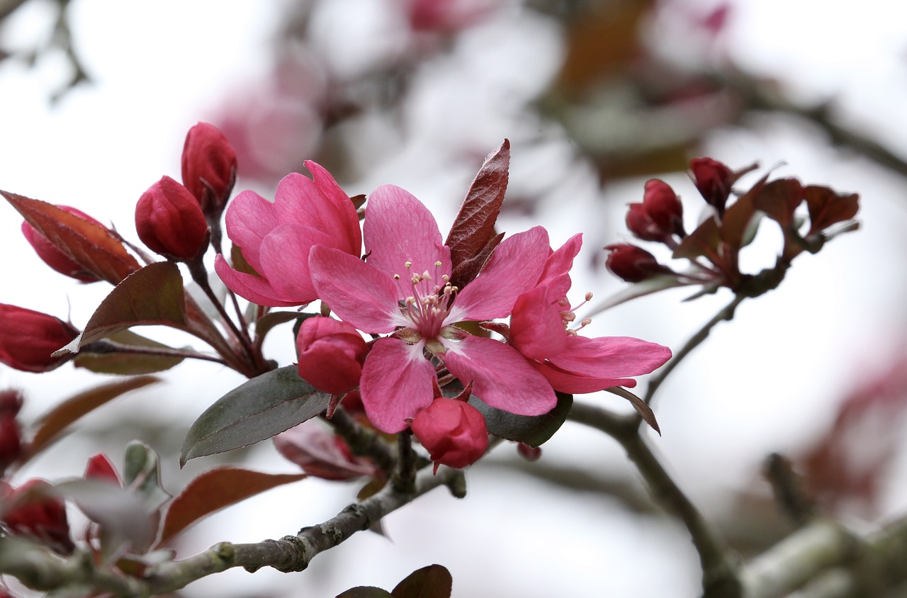 tree  flowering tree  spring free photo