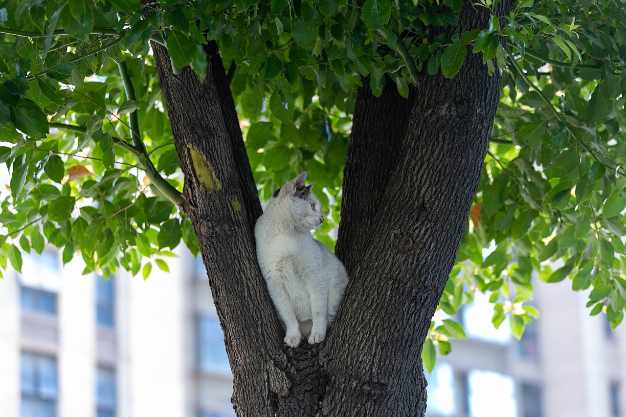 tree  cat  top free photo