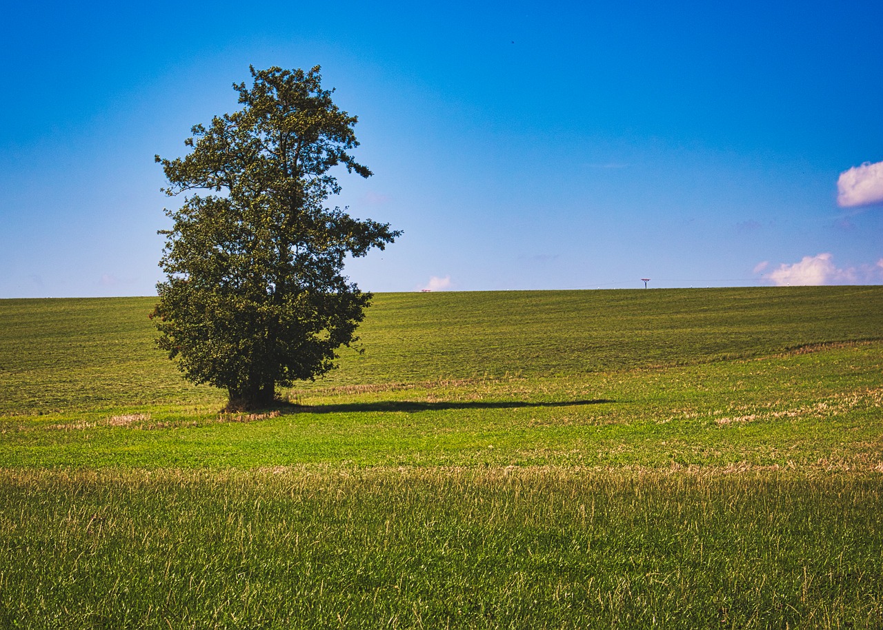 tree  landscape  field free photo