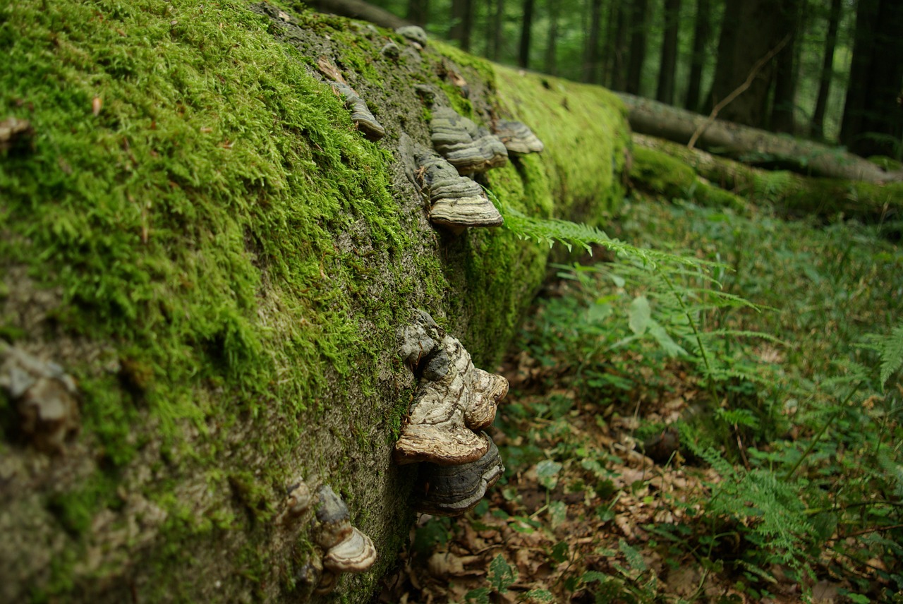 tree tree fungus green free photo