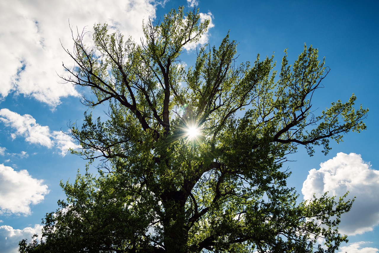 tree  sun  green free photo