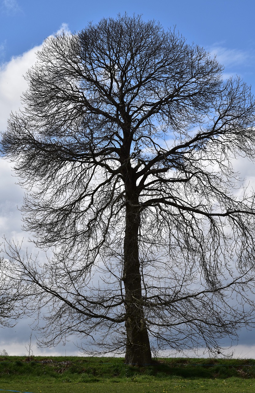 tree  chestnut  chestnut tree without leaves free photo