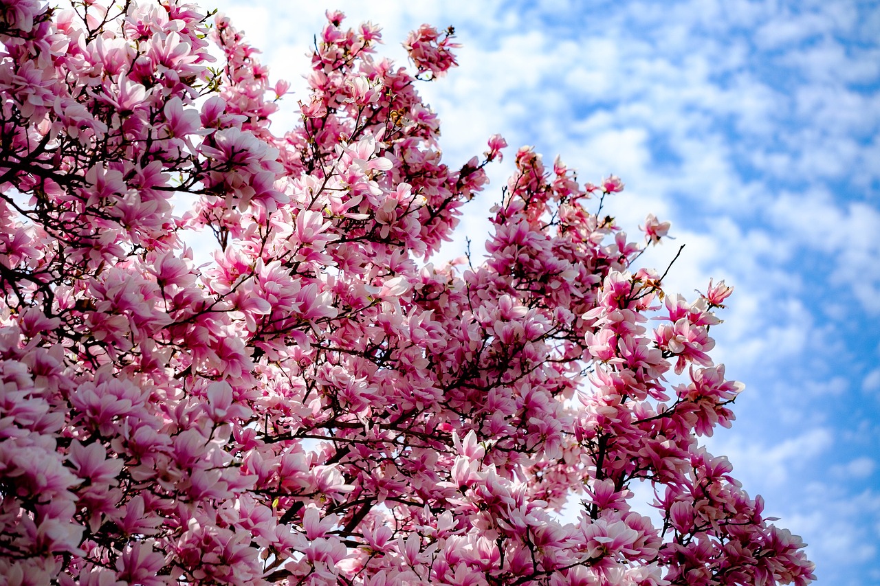 tree  blossom  magnolia free photo