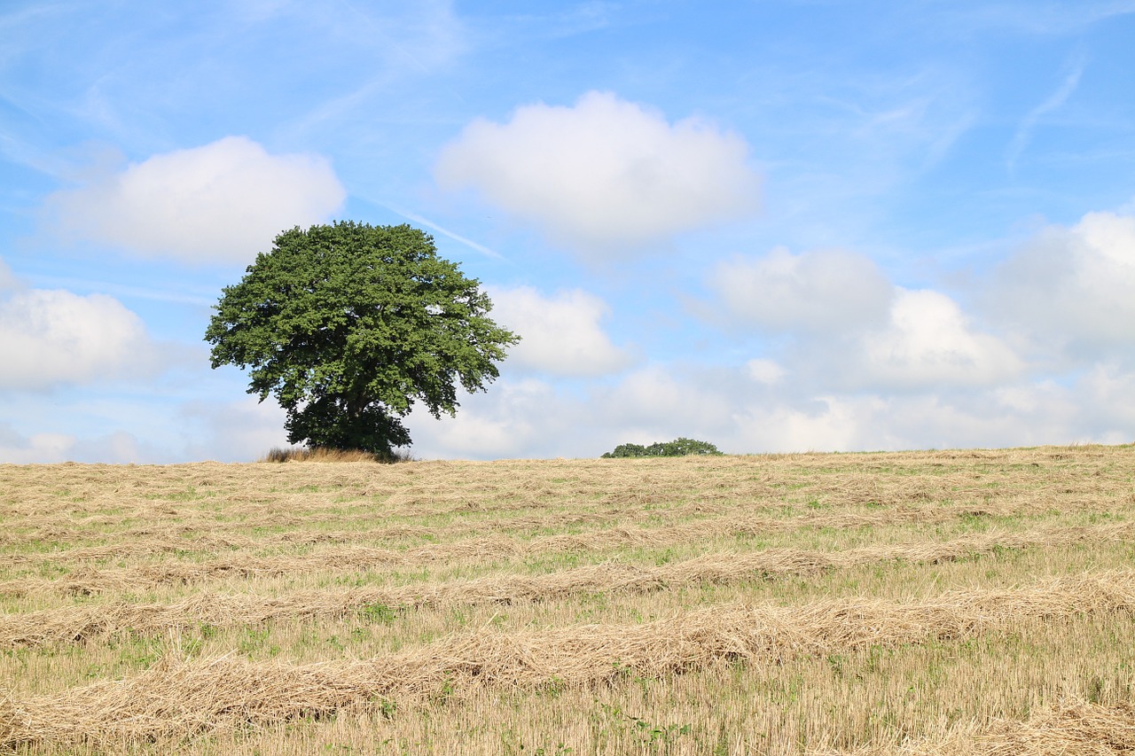 tree individually field free photo