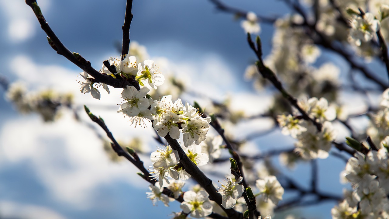 tree  white  cherry free photo