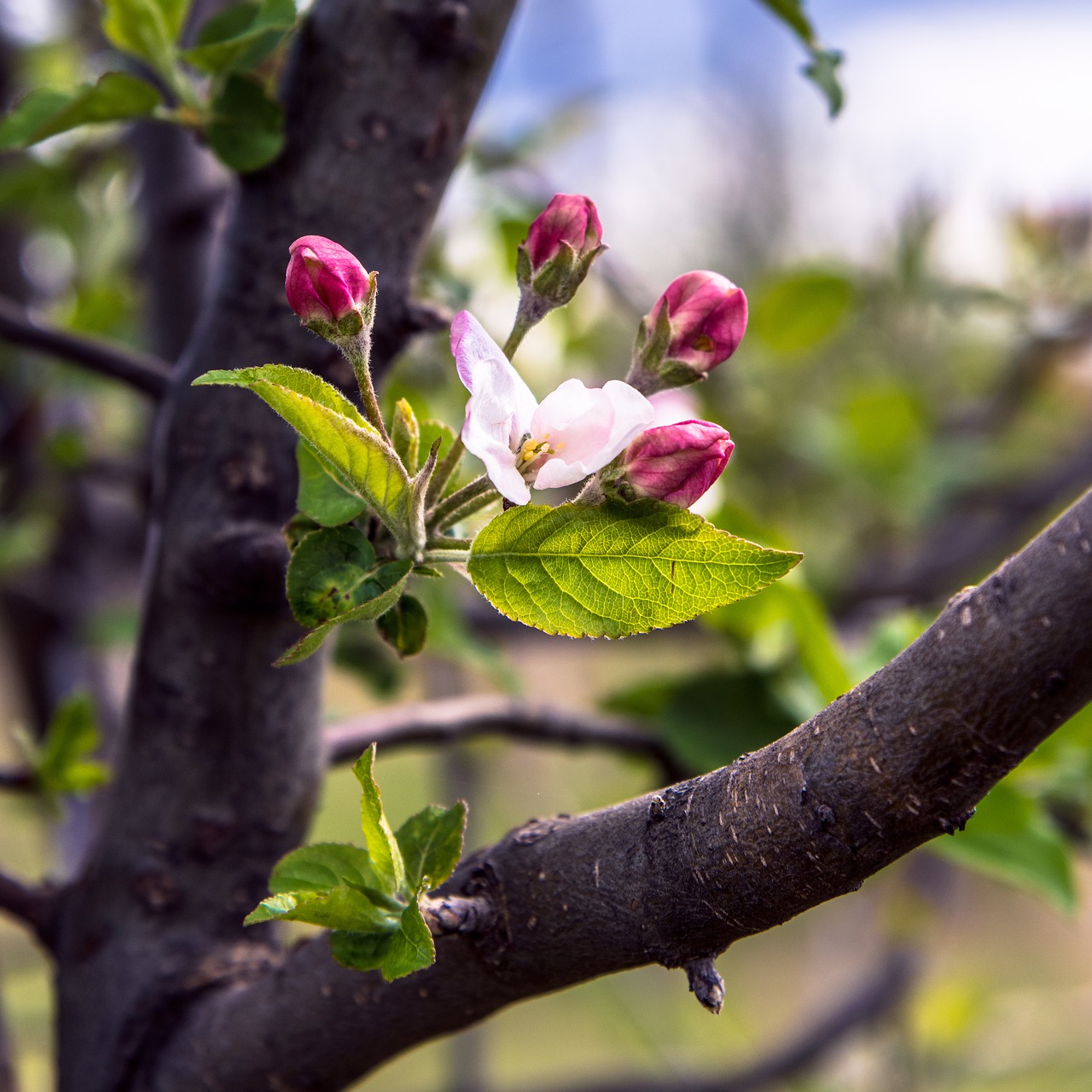 tree  pink  spring free photo