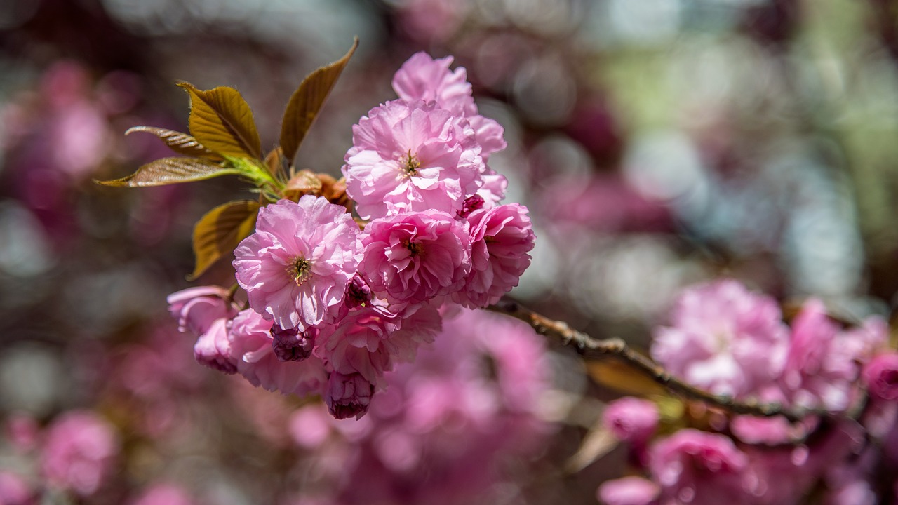 tree  pink  cherry free photo