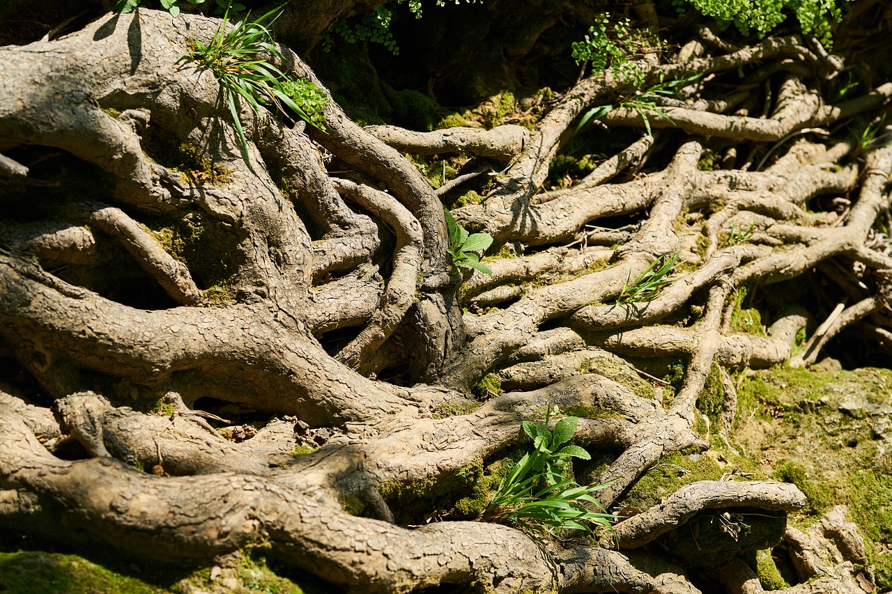 tree  root  vein free photo