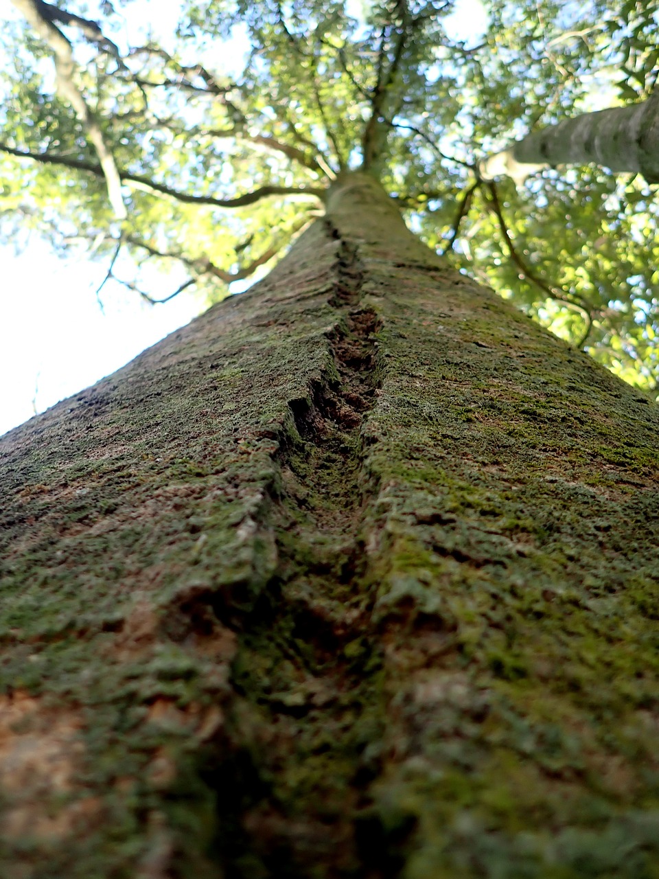 tree  trunk  groove free photo
