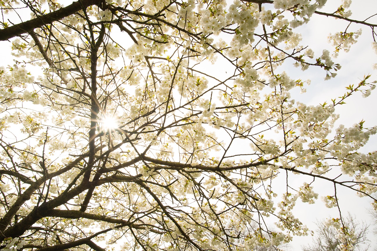 tree  blossom  sun free photo