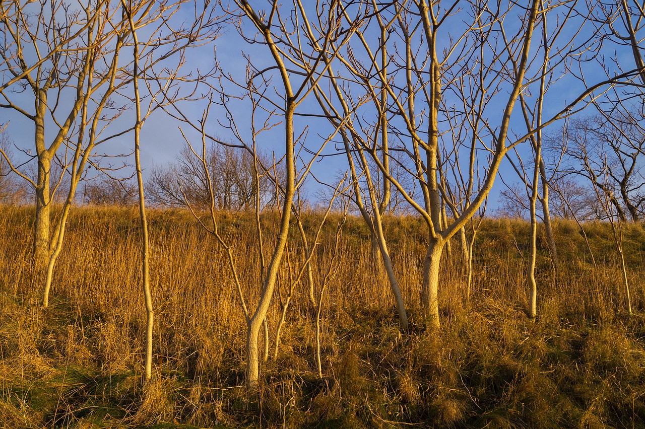 tree  sunset  yellow free photo