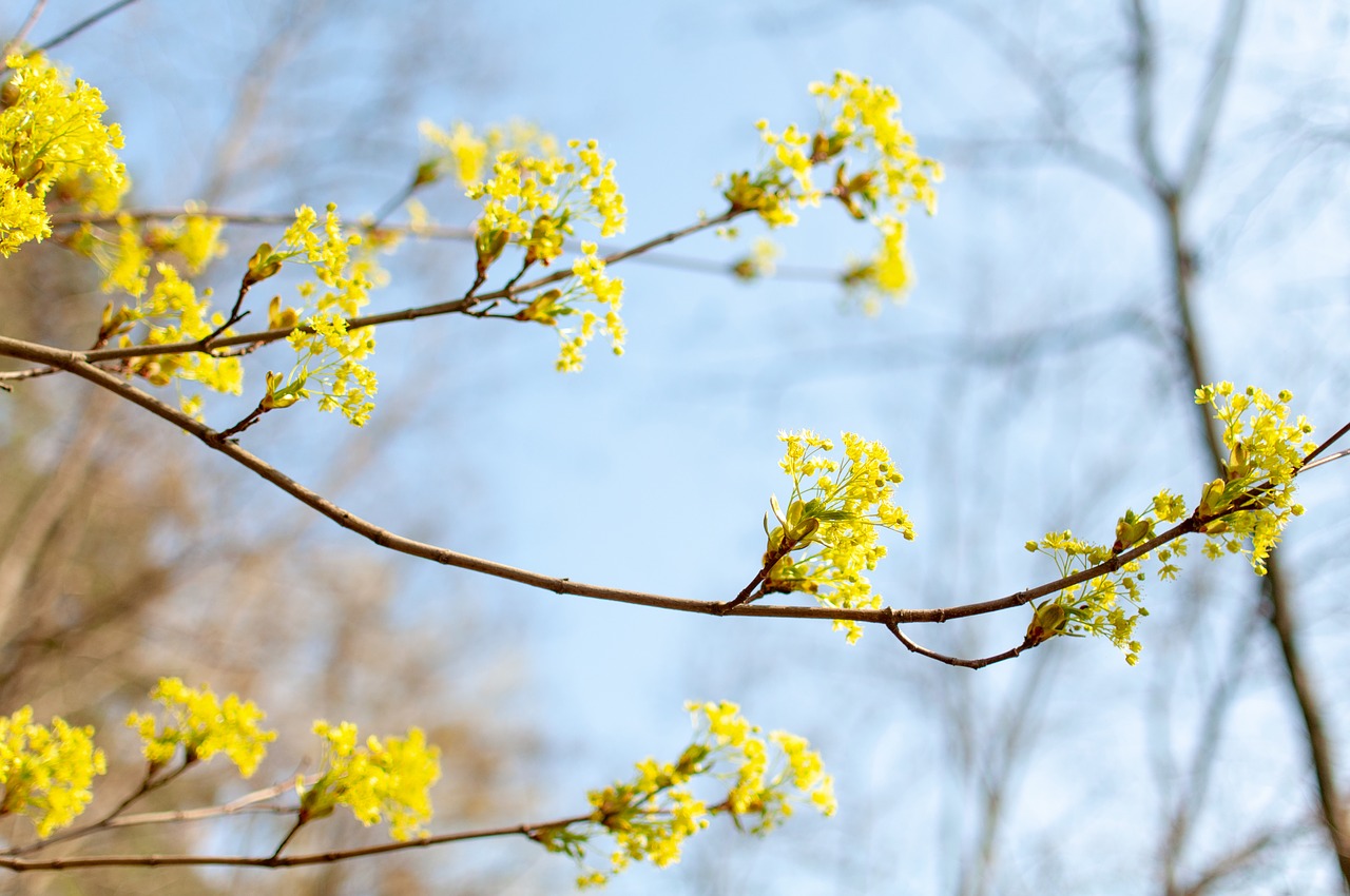 tree  flowers  blooms free photo